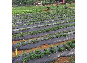Strawberry-mulch-film-at-picknpack