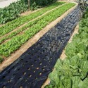 Mulching Film 25 Micron 1000 mm