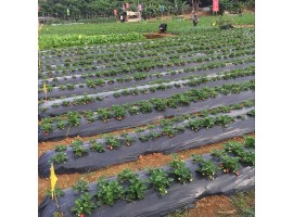 Strawberry-mulch-film-at-picknpack