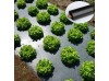 mulching paper at picknpack